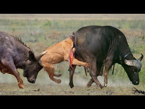 لن تصدق .. مات الأسد بسبب ما فعله زعيم قطيع الجاموس البري .. عالم الحيوان و الطيور