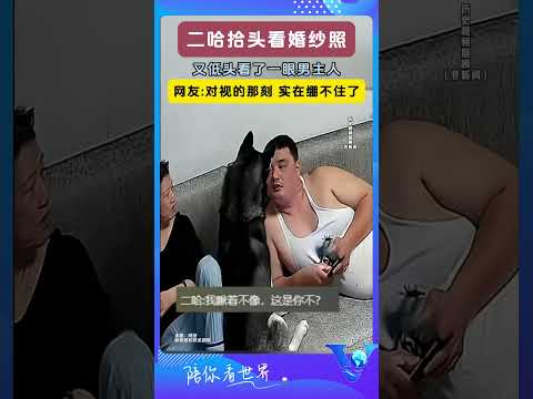 二哈擡頭看婚紗照 又低頭看了一眼男主人 #shorts #萌宠