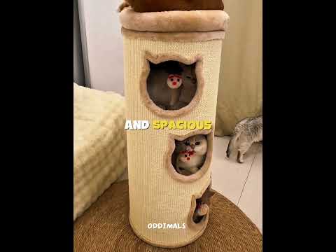 These Cats Love to Sleep with Each Other 🐱❤️ #shorts