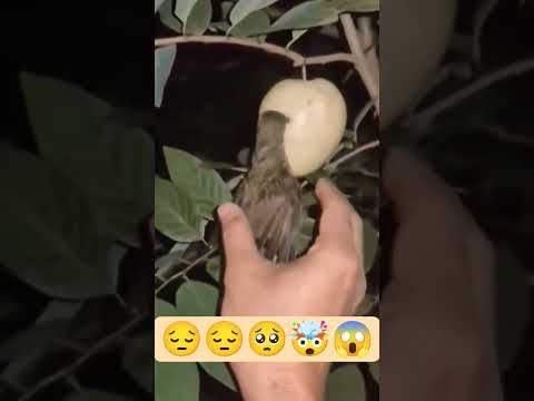 العصفور والتفاحة وذي اخرها 🤯 #اكسبلور #شورتات