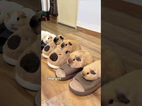 Emotionally stable guinea pigs #love #pets #cute #animals