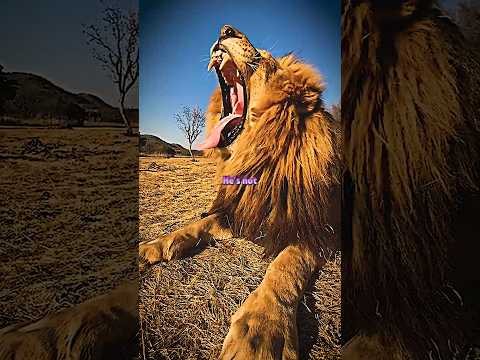 That's Why He Is The Jungle King