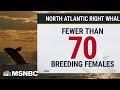 North Atlantic Right Whales Overview