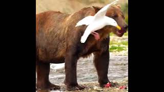 Grizzly Bear// Amazing fish catching skill 🐟#bear