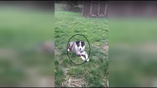 💗💗Cute And FUNNY PETS | Try Not To Laugh To These Pets Compilation - Cat, Dog, Pets