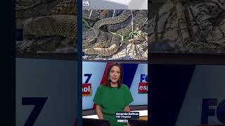 🐍¡Cuidado! Es temporada de serpientes en Texas.⚠️ | FOX 7 Español