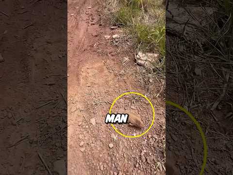 This fish was found covered in sand on the ground 😱 #shorts