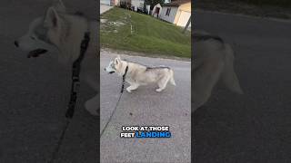 Taking My Old Husky on a Walk Alone!