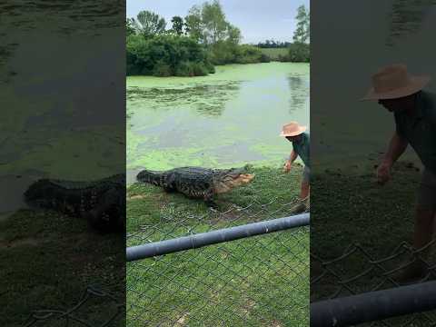 🐊❓Crocodile Doesn’t Attack Capybara – But Why 🤔?