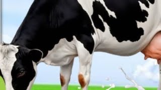 Mashallah dairy farm deewana baba baner,#viral video 📷📸📷📸📷📸📸📷 🐄🐮🐄🐮🐄🐄🐄🐄🐮🐄🐮🐄🐮🐄🐮🐄🐄🐄🐄🐄🐮🐄🐮🐮🐄🐮🐮🐄🐮🐮🐄🐄🐮🐄🐄🐮🐄🐄