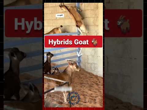Hybrid Goat🐐#goat #hybrid #goatfarming #bakripalan #farming #animals #shorts #bakrifarming #facts