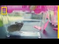 Exploring Nuisance Rodents and Their Habitats