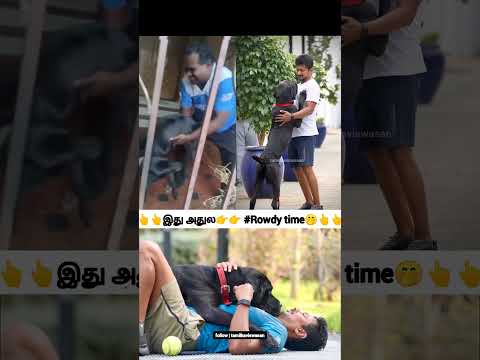 சின்னவர் பொளக்கப்பட்டார் !😲 | udhayanidhi stalin | rowdy time