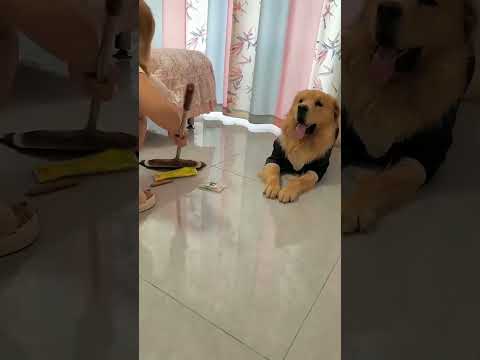 🐶Chú Chó Thông Minh Và Đáng Yêu Tập 220| Smart Dog Episode 220|