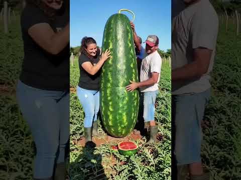They Tried to Cut a Giant Watermelon… And Got Lucky