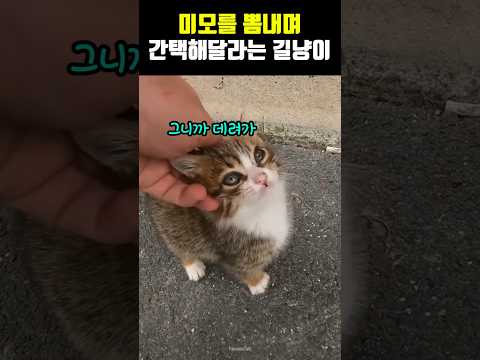 미모를 뽐내며 간택해달라고 하는 아기 길냥이