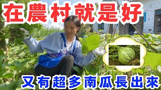 在農村就是好，又有南瓜長出來了，我們種的南瓜長了超多的小南瓜，太喜歡這農村生活了