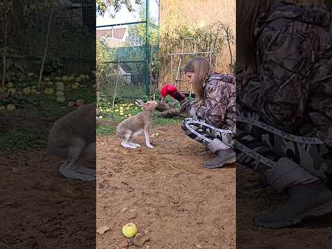 Зайцу не дали молока - месть будет страшна #кнопа #домзайца #bunny #cute #angry #attack