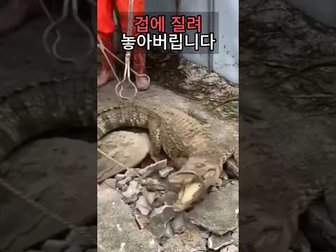 사람이 다니는 도보에 악어 ㅎㄷㄷ
