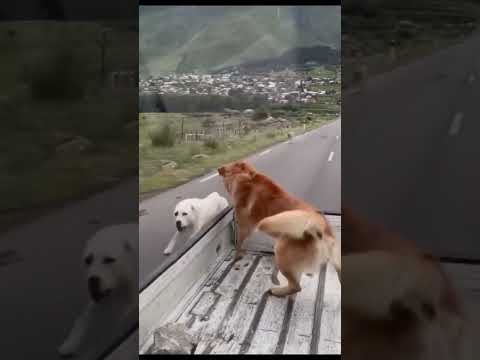 Dangerous DOG Race 🐕‍🦺😱 #dogaggression #dangerdog #dogfight