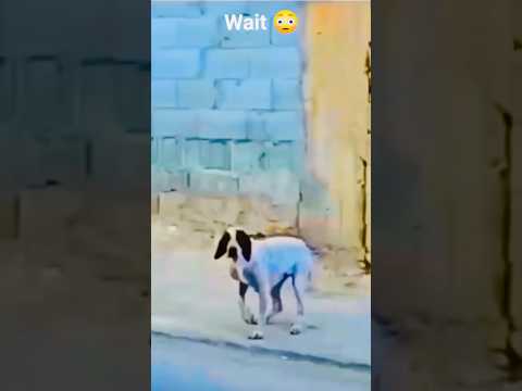 الكلب ضحك عليا#محمد_الكويتي