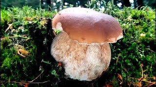 8.8.2021/Jizerské hřiby s Matějem a Vojtou.