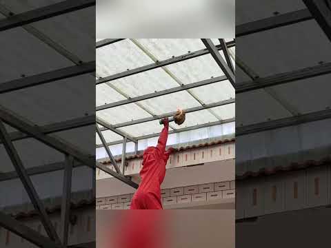 Burning down a giant hornet's nest #honeybeesting #bee #nature #beefeater #honeybee #insects