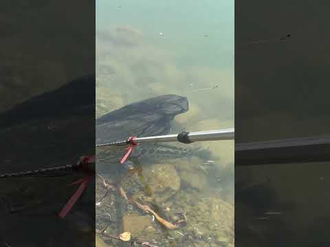 Found a big black fish