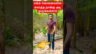 💥எங்க கொல்லையில் காய்த்த நான்கு அடி முருங்கக்காய் #shorts #youtubeshorts #tamilvlogs #shortsfeed