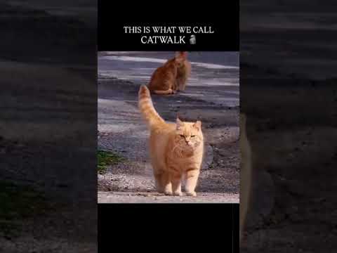 This is What we call CATWALK ☠️