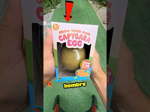 72 Horas Bajo El Agua.. Y Este Huevo De Capibara Sorprendió A Todos 😨 #viral #shortsvideo #parati