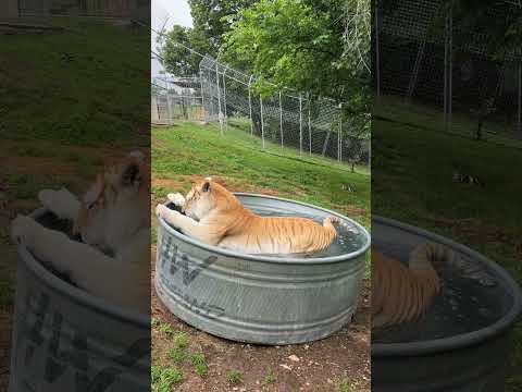 Khaleesi Tiger demonstrates the "PROPER WAY" to enter a Swimming Pool.