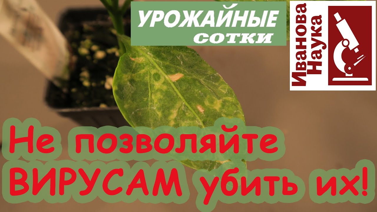 Избавиться от вирусов: надежды и реалии. Как не позволить растениям зачахнуть под натиском инфекции