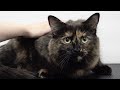 Understanding Babka's Grooming Experience