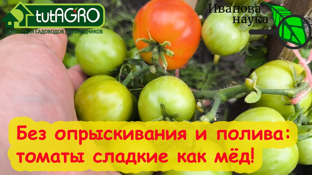 Подкормка томатов на сладость, а огурцов на урожай вообще без удобрений! Ни полива, ни опрыскивания.
