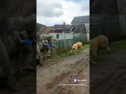 Говорят он до сих пор по домам бегает 🥵🥵🥵