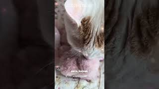 思い出😺はろり映像🚪「こんにちは」up🐰poom🐶仲良し🤭
