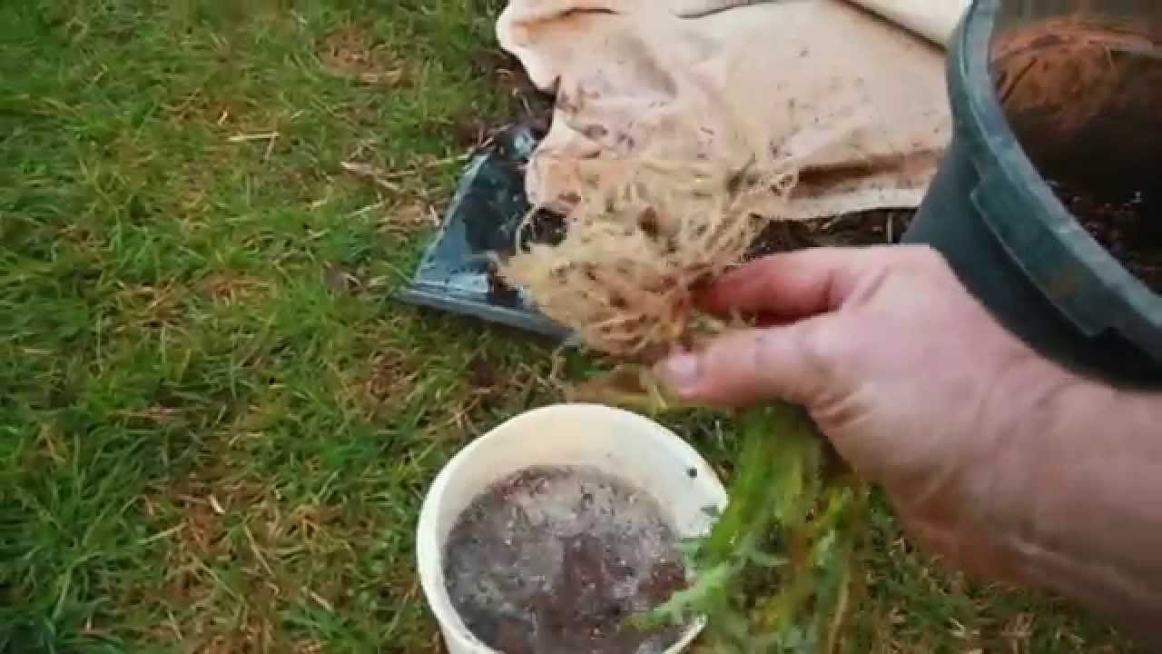 How To Increase Mycorrhizal Fungi In Soil