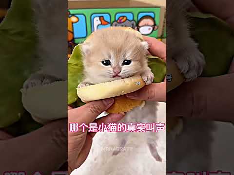 Best funny cat voices in the world #shorts #catlovers