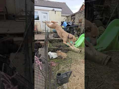 Deerhound Saluki Cross Jumping With German Wire Haired Pointer #music #live #bobmarley75 #bobmarley