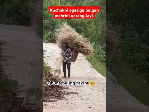 Kuchukdan hech qachon yomonlik kutmang #funny #baxttiladik #komik #duet #respect #automobile #instag
