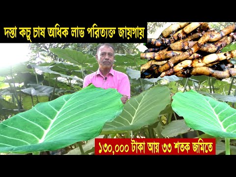দস্তা কচু চাষ পদ্ধতি আয় ব্যয় পরিত্যক্ত জায়গায় - ব্যবসার আইডিয়া অল্প পুঁজিতে - কচু চাষ অধিক লাভ