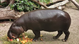 Fütterung Zwergflusspferd Rostocker Zoo 21.06.2026
