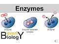 Exploring Enzymes and Catalysts in Chemical Reactions