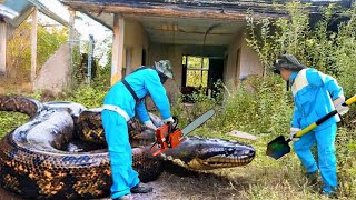 Hunter Confronts Poisonous Python in Creepy Abandoned House – What We Found Was Horrifying!