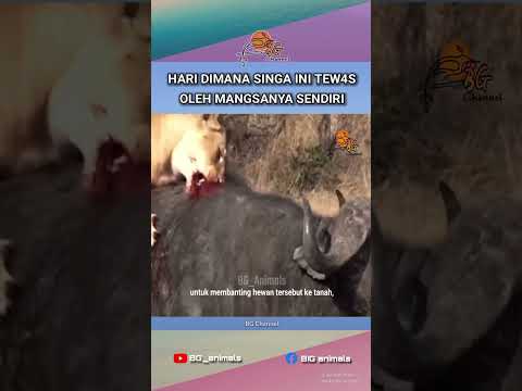 Tanduk Kerbau Menembus Dada Singa! P3rtempur4n antara hidup dan mati!! #animalsfact #shorts