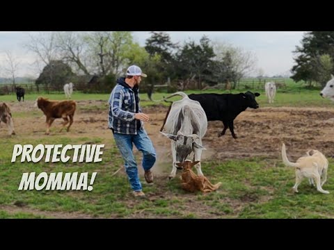 Rescuing a Newborn Calf: A Challenging Encounter with a Protective Cow