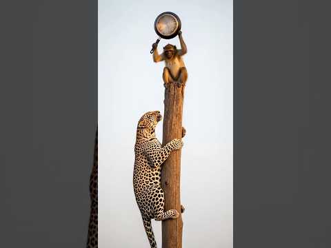 여기까지 올라올 생각을 하네? 🐒🍳💥 | You Dare Climb This High? | ここまで登るつもりか? #WILDLIFE #Monkey #viral #animals