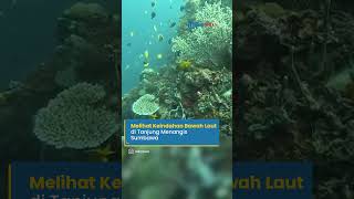 Melihat Keindahan Bawah Laut di Tanjung Menangis Sumbawa
