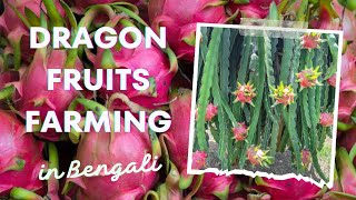 Dragon fruit farming. লাভজনক ড্রাগন ফল চাষ করুন।Best profitable fruit farming